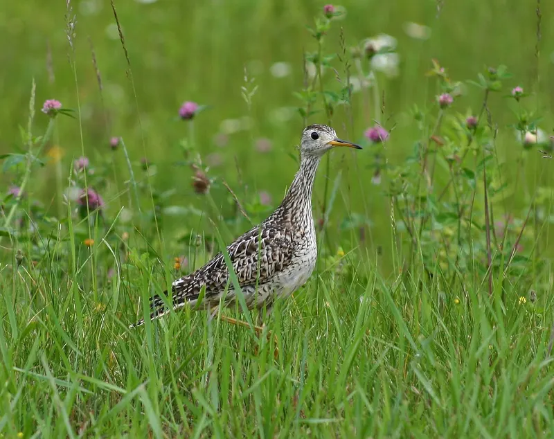 Aroostook National Wildlife Refuge